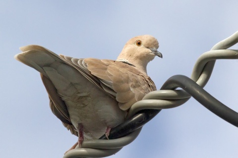 Barbary Dove (Streptopelia roseogrisea)